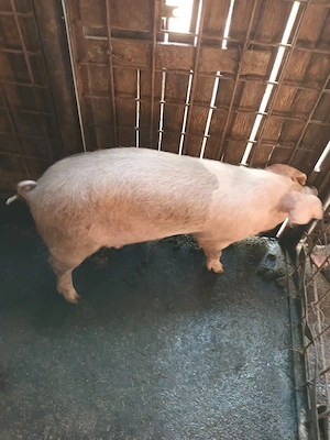Purcică, 35kg la 40kg, Pietrain. Vârsta: 3luni  - imagine 4