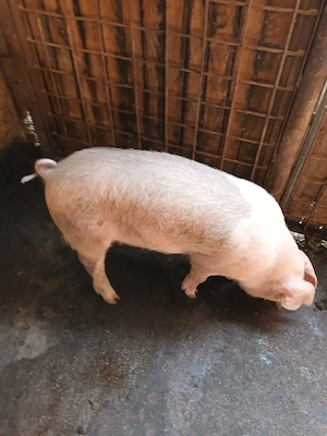 Purcică, 35kg la 40kg, Pietrain. Vârsta: 3luni 