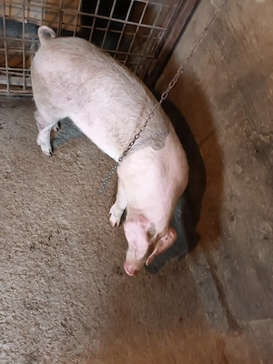 Purcică, 35kg la 40kg, Pietrain. Vârsta: 3luni  - imagine 2