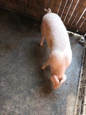 Purcică, 35kg la 40kg, Pietrain. Vârsta: 3luni  - imagine 5
