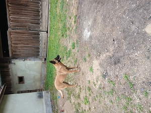 Donez catea sterilizata ciobanesc malinois - imagine 2