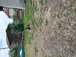 Donez catea sterilizata ciobanesc malinois - imagine 4