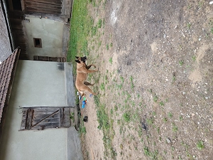 Donez catea sterilizata ciobanesc malinois - imagine 3