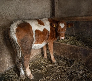 vând vițică balțată 