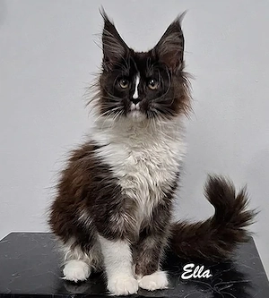 Maine Coon pisicuti cu Pedigree WCF-Timisoara