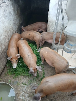 vând   șoldănași