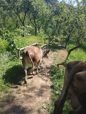 Vând vițica 8 luni din rasă bună !
