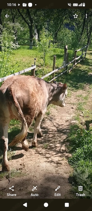 Vând vițica 8 luni din rasă bună ! - imagine 2