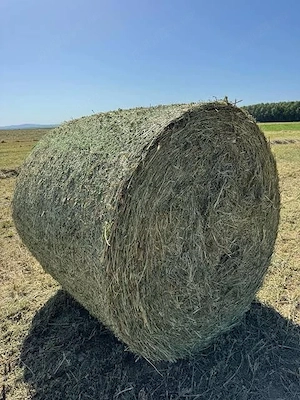 De vânzare baloți rotunzi de lucernă și fân de foarte bună calitate!