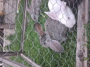 Vând iepurași de 1 luna jumate.  - imagine 2