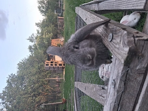 Vând iepurași de 1 luna jumate. 