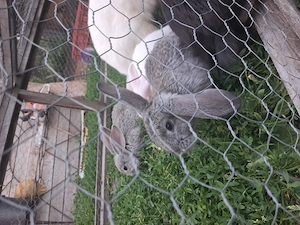 Vând iepurași de 1 luna jumate.  - imagine 4