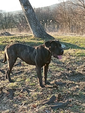 Vând femela cane corso. - imagine 5