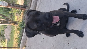 Vând femela cane corso.