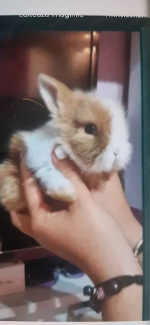 iepuri mici pitici Mini Toy 