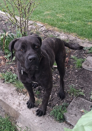 Vând femela cane corso. - imagine 3