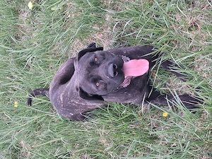 Vând femela cane corso. - imagine 4