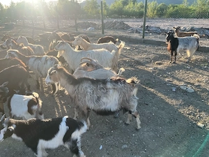 Vând 21 capre cu si fără lapte  - imagine 3