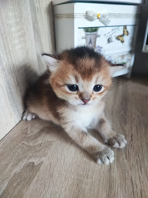 Pisici British shorthair  - imagine 4