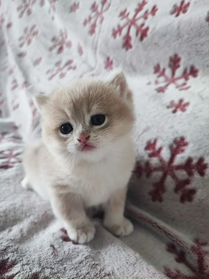 Pisici British shorthair  - imagine 5