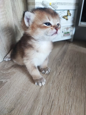 Pisici British shorthair 