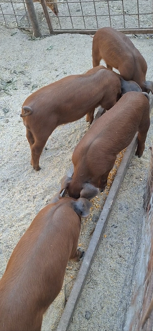 Vand purcei duroc