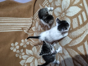 Adopții responsabile