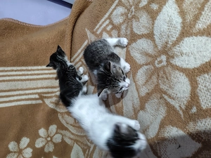 Adopții responsabile - imagine 2