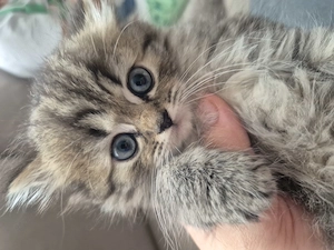Pisici British shorthair - imagine 3