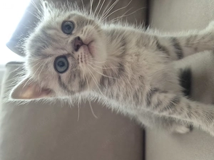 Pisici British shorthair - imagine 5
