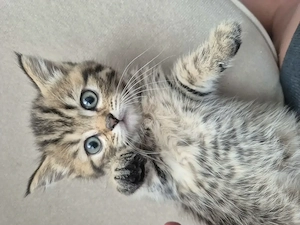 Pisici British shorthair - imagine 4