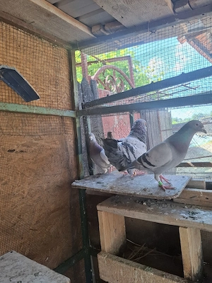 porumbei king (gainari) - imagine 3