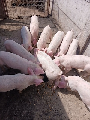 vind grostei