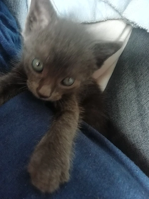 Spre Adoptie - imagine 3