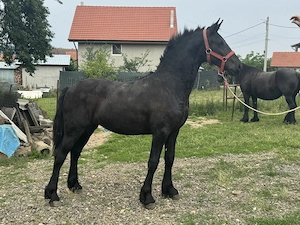 Vand manza Friesian - imagine 4