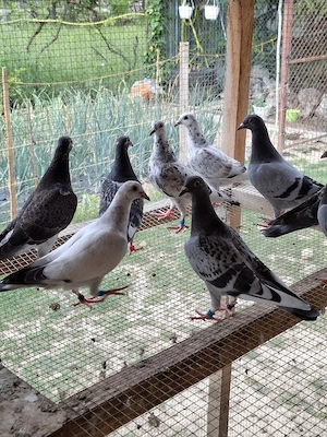 Porumbei voiajori inelați