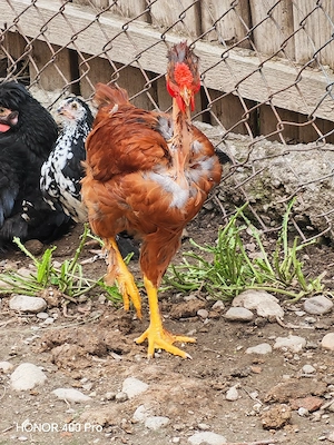 Disponibili cocoși  - imagine 3