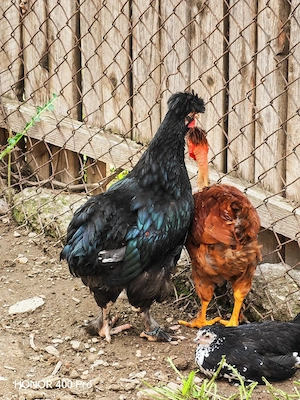 Disponibili cocoși 