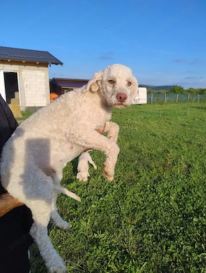 Câini Lagotto Romagnolo dresați. - imagine 4