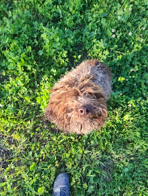 Câini Lagotto Romagnolo dresați. - imagine 3