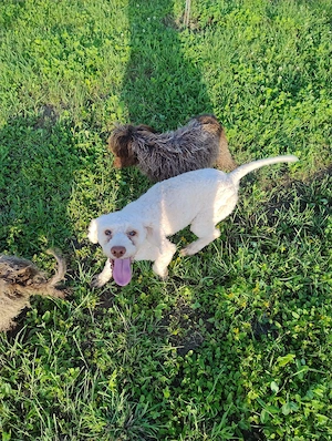 Câini Lagotto Romagnolo dresați. - imagine 2