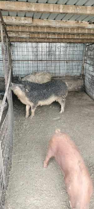 porci mangalita si duroc vieri - imagine 5