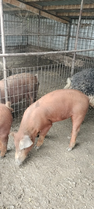 porci mangalita si duroc vieri - imagine 3