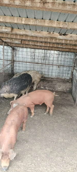porci mangalita si duroc vieri - imagine 4