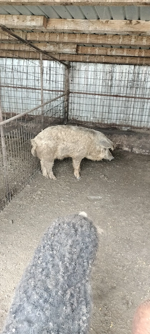 porci mangalita si duroc vieri - imagine 2