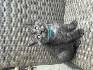 Motanel british sorthair smoke black tabby superb - imagine 5