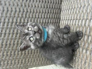 Motanel british sorthair smoke black tabby superb - imagine 4