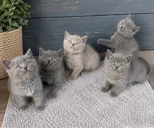 British shorthair 