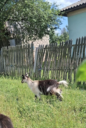 doua capre de vanzare  - imagine 2