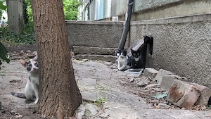 Pui de pisica pt adoptie - Timisoara - imagine 2